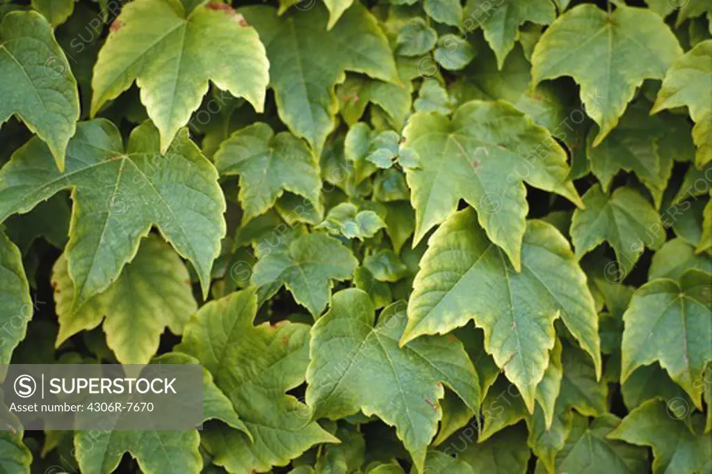 Close-up of green leaves, full frame