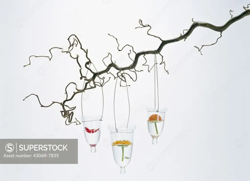 Glasses with flower inside hanging from bare branch