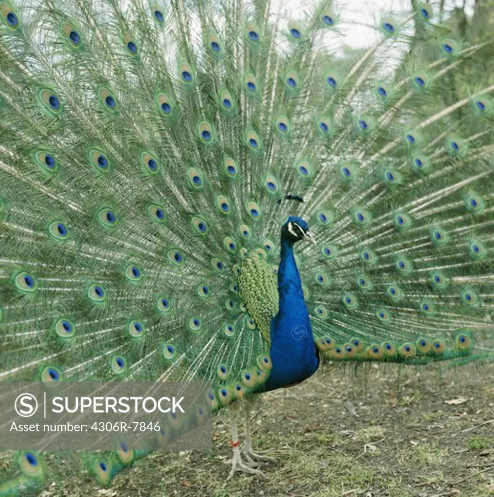 Peacock with opened feathers