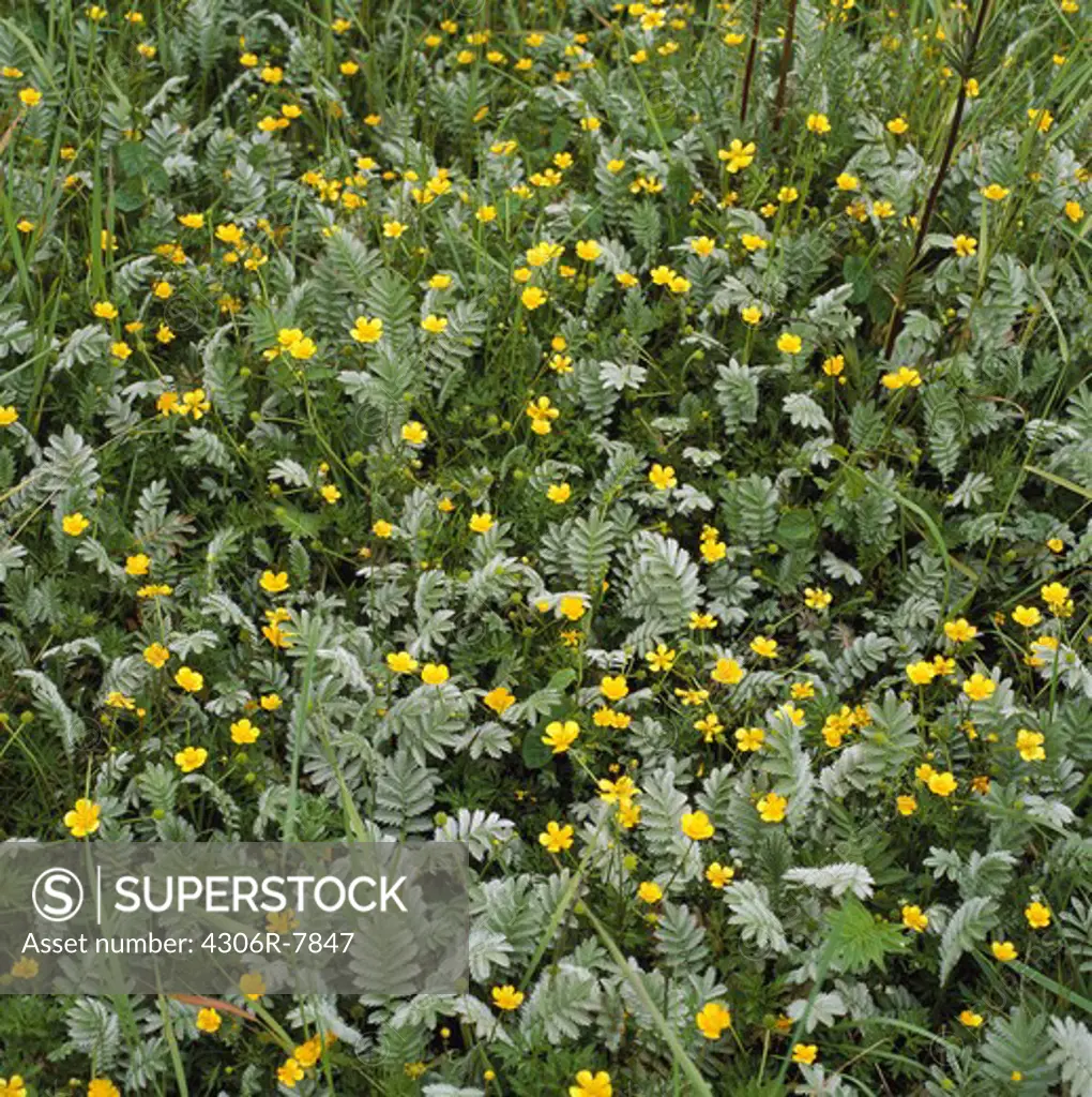 Yellow flowers with green foliage in meadow, full frame