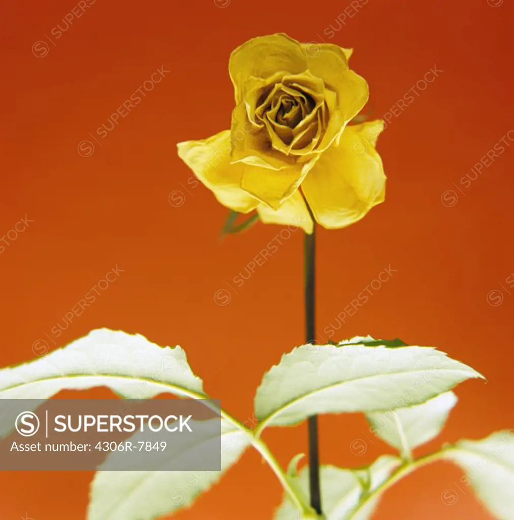 Yellow rose against red background, close-up