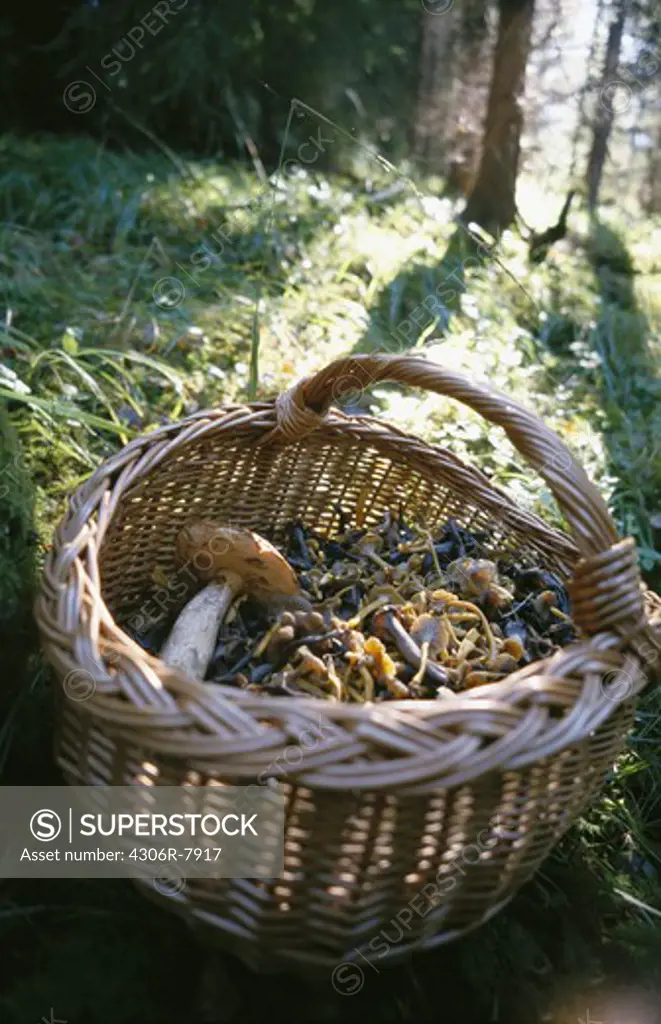 Freshly picked mushrooms in basket