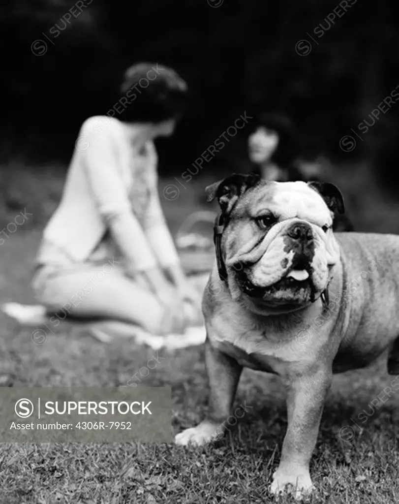 Bulldog standing with two people in background