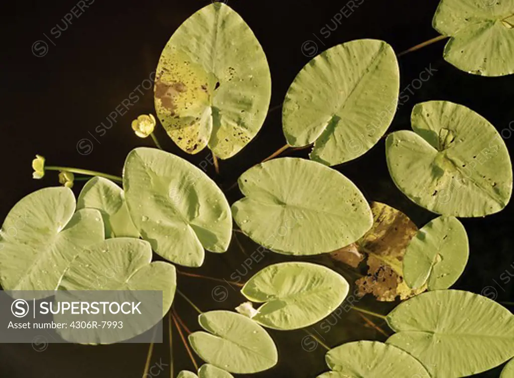 Close-up of water lily leaves floating on water