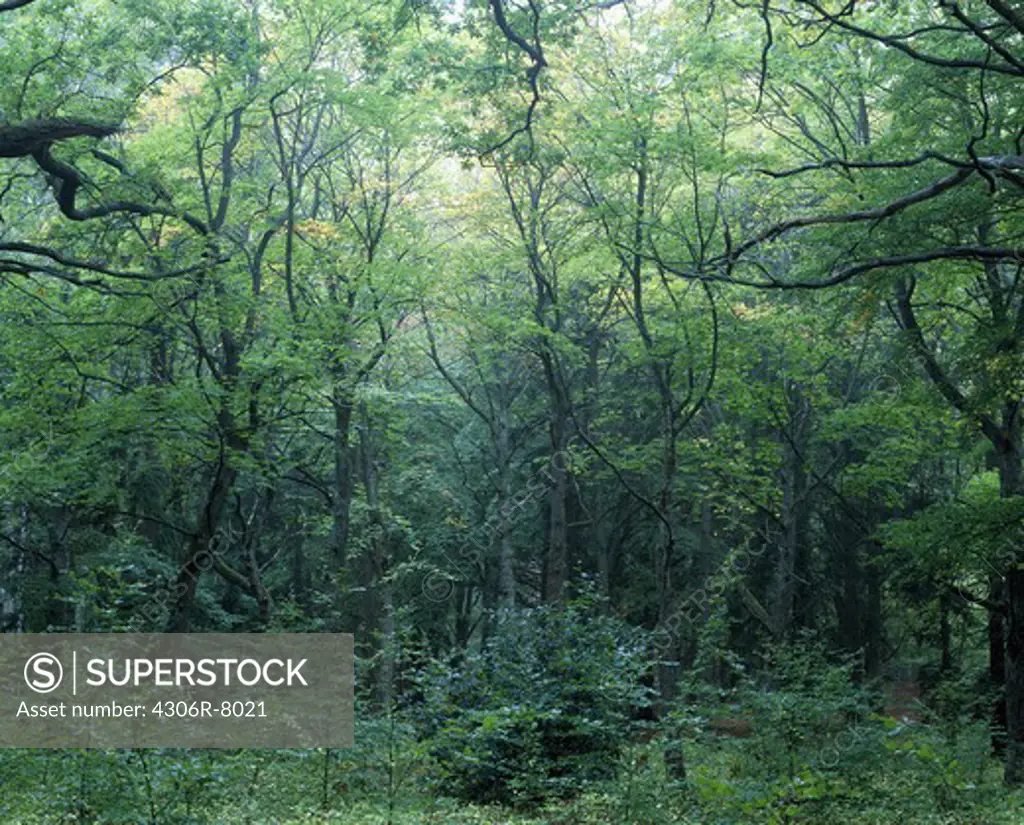 Forest of deciduous trees and green foliage