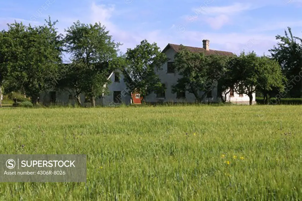 Grass field with trees and houses in background