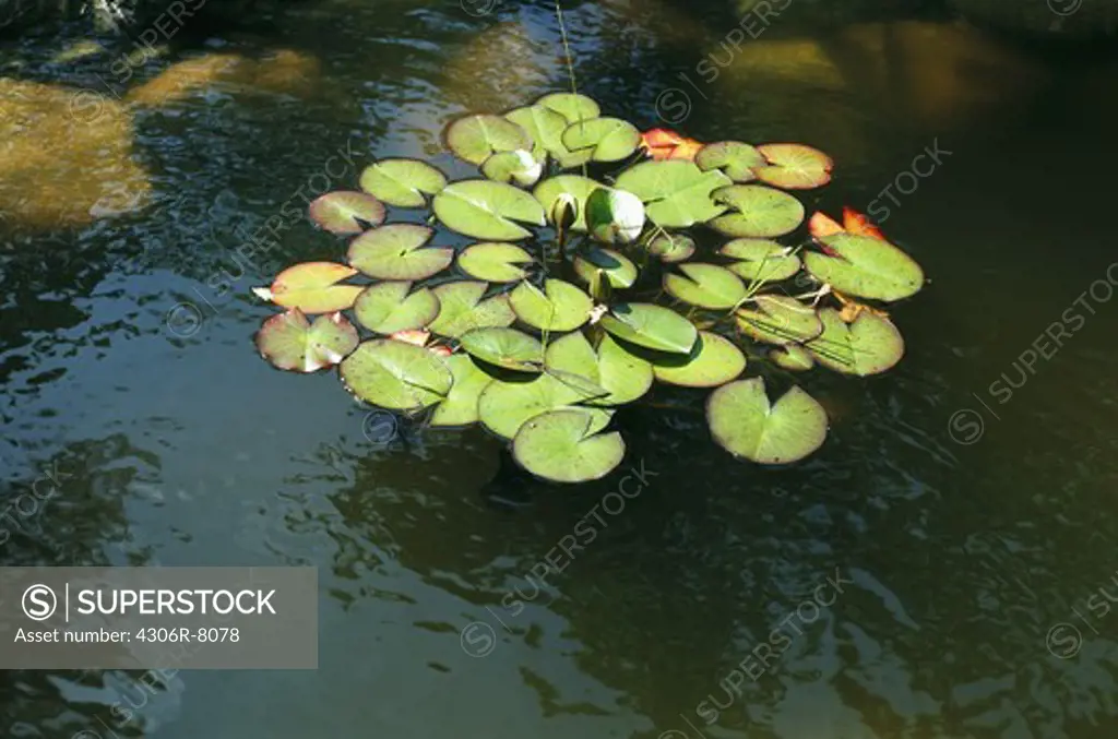 Leaves of  water lily floating in pond