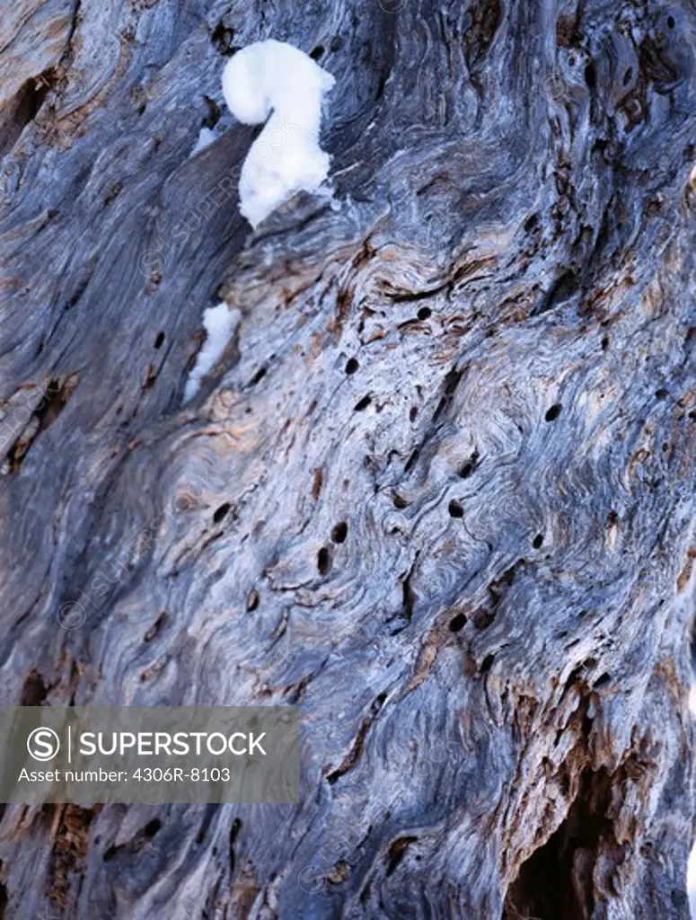 Gum secreting out of tree trunk