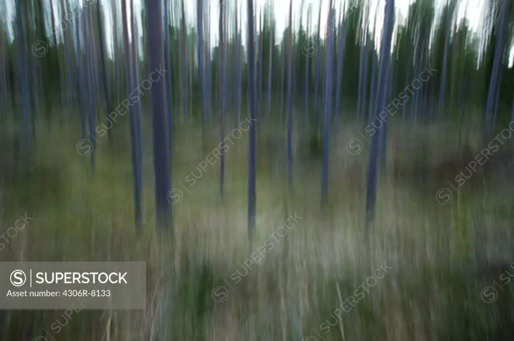 Defocused image of pine trees