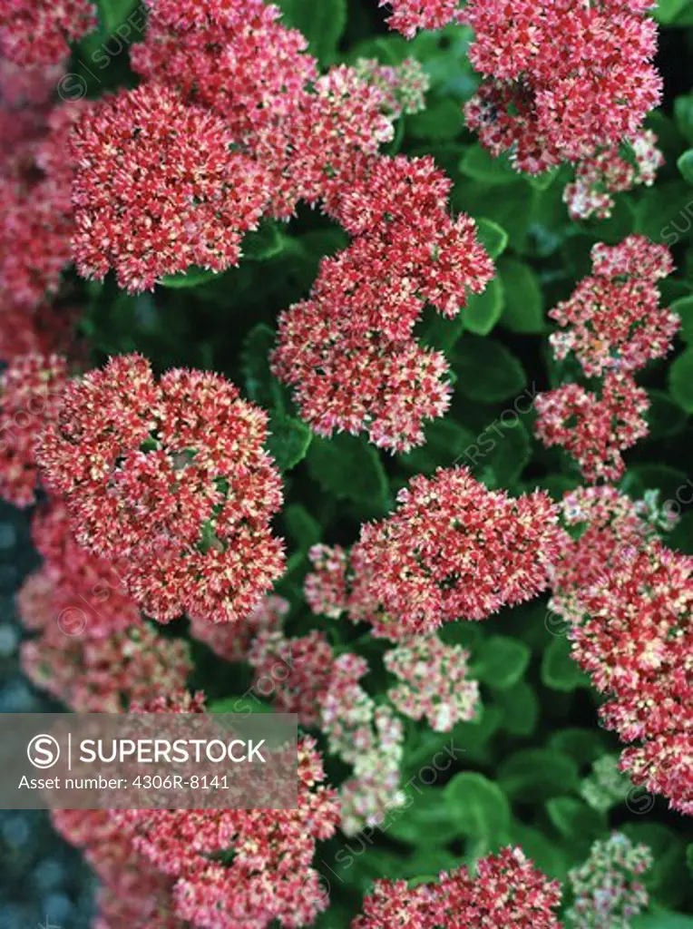 Close-up of red orpine flowers