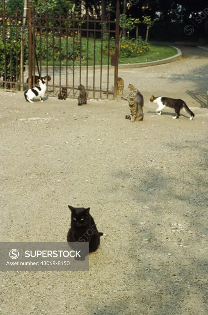 Group of cats sitting in front of gate