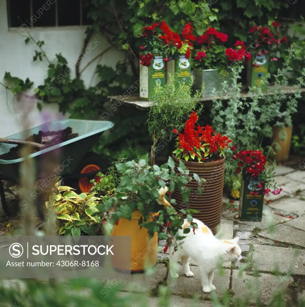 Cat in garden with various pot plants and flowers