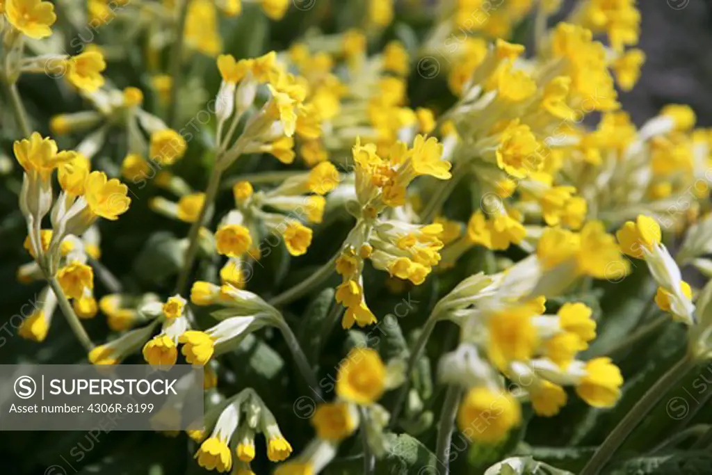Close-up of little yellow flowers