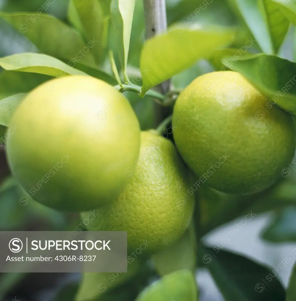 Close-up of three green exotic fruits on tree