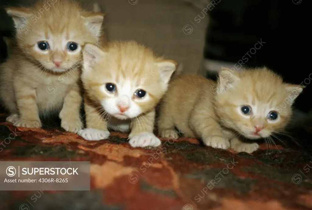Three cute kittens, close-up
