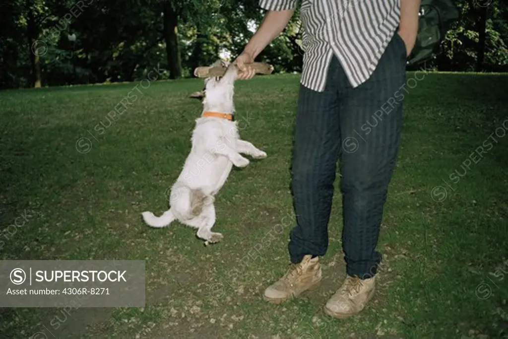 Man playing with jack russel terrier dog in park