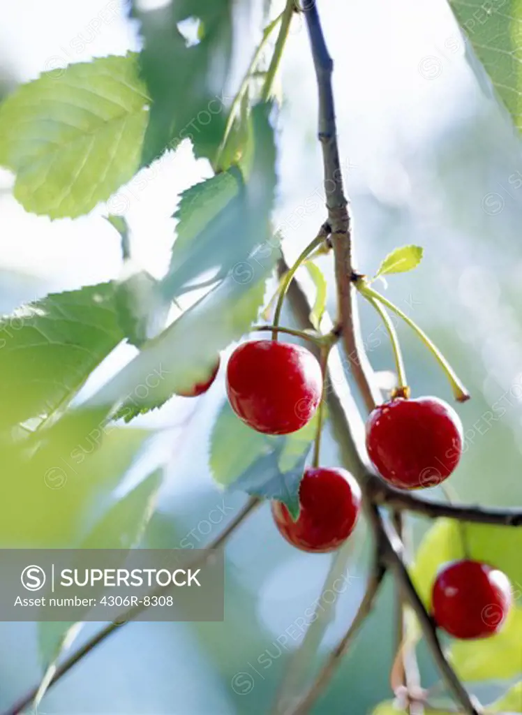 Cherries on branch, close-up