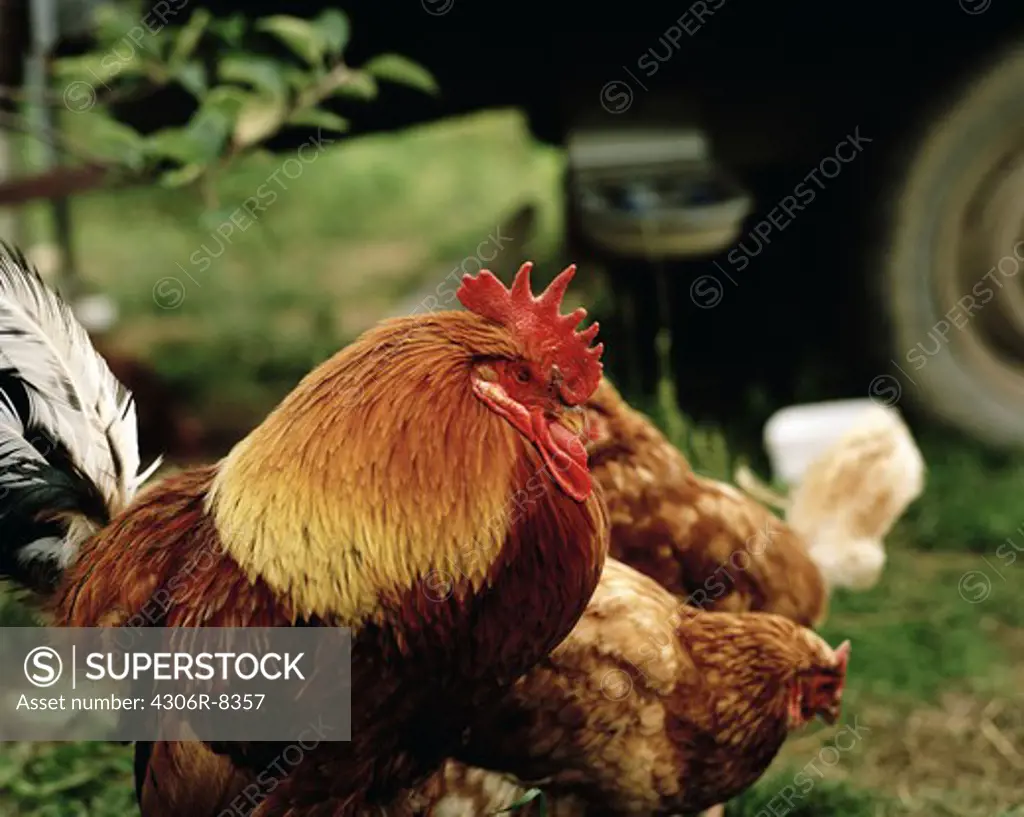 Rooster and chickens in poultry farm