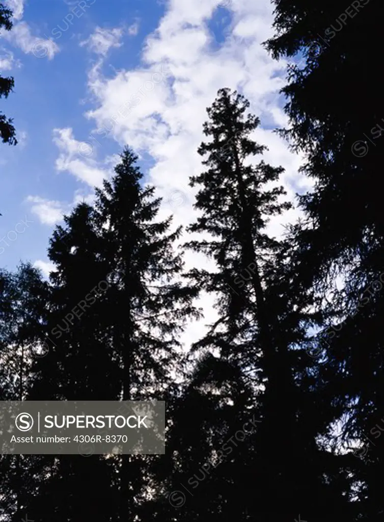 Silhouette of conifer trees in forest