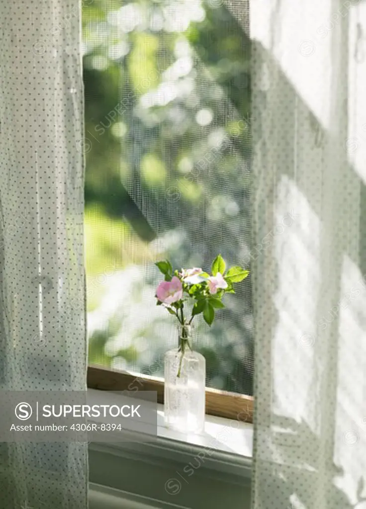Vase of flower on window sill with lace curtain in cottage