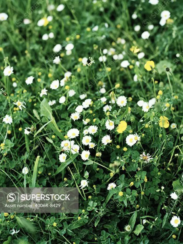 White daisy flowers in lawn