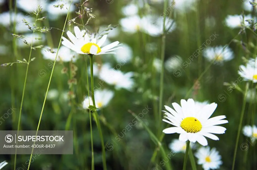 White ox-eye daisy flowers in meadow, close-up