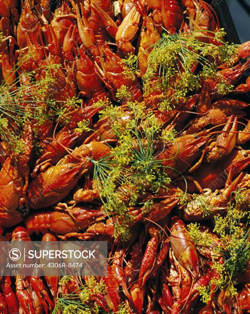 Large group of crayfish with dill on top