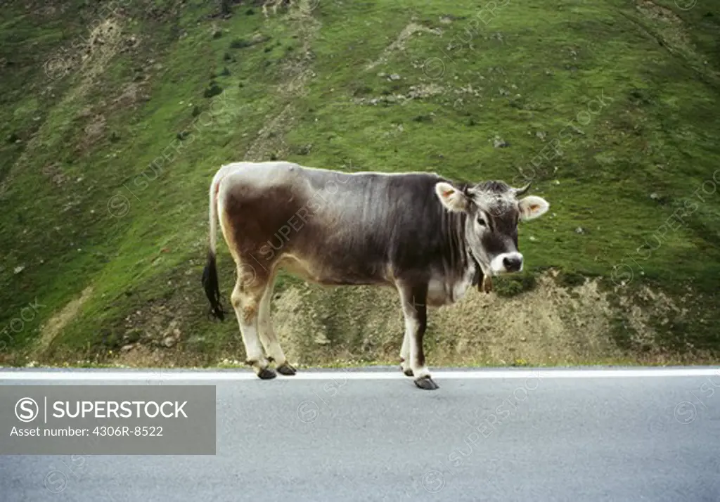 Single cow on road