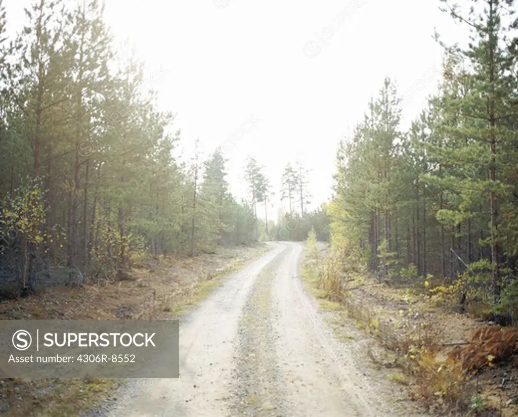 View of dirt track passing through coniferous forest
