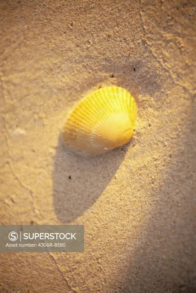A shell in sand.