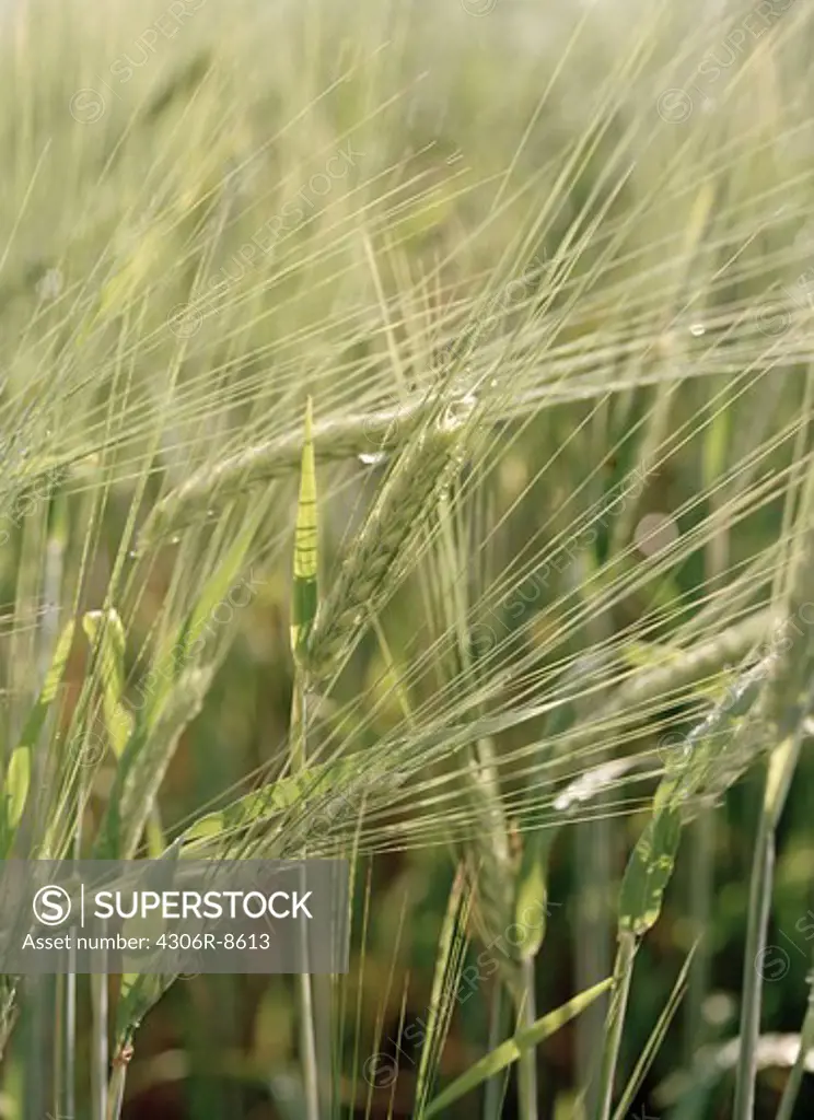 Barley plants swaying in wind in field