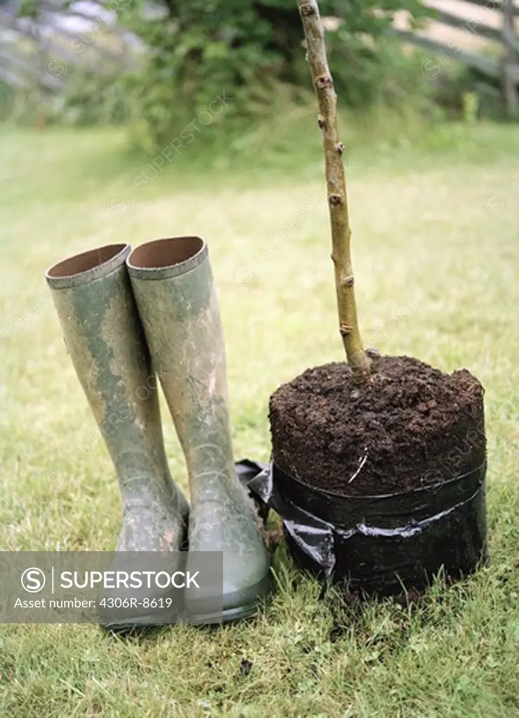 Pair of wellington boots beside potted plant