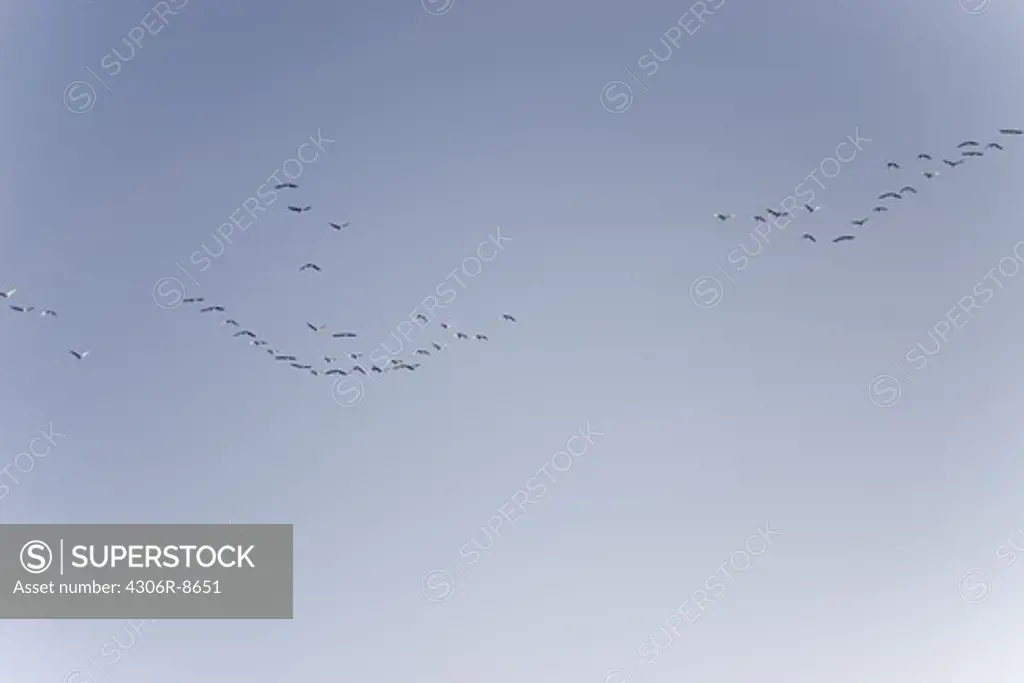 Flock of birds flying in formation against blue sky