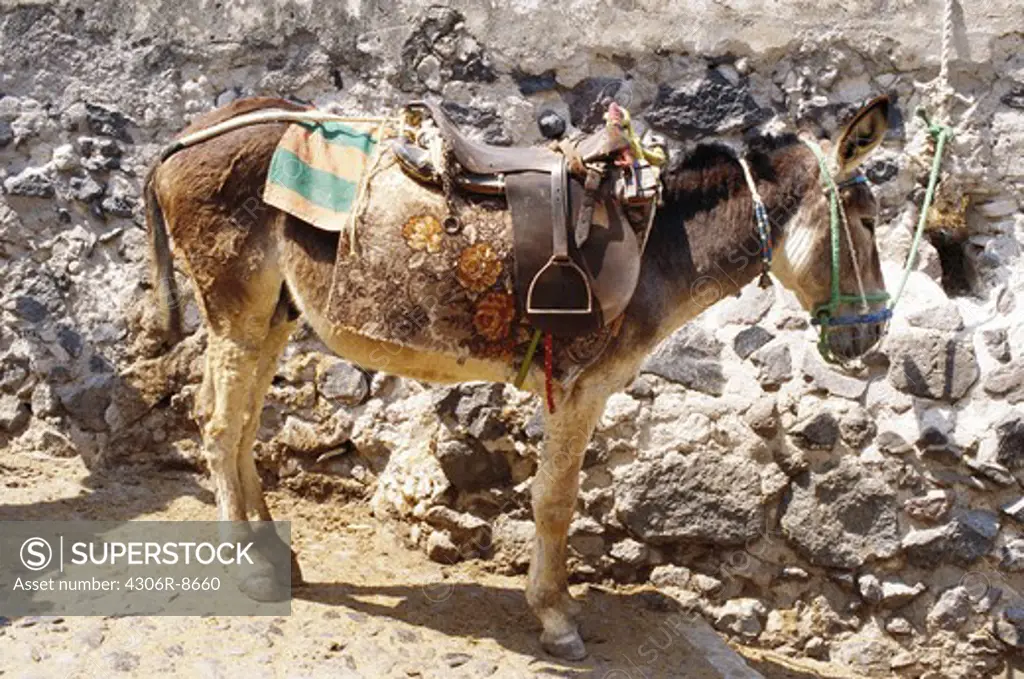 Donkey with saddle standing beside stone wall