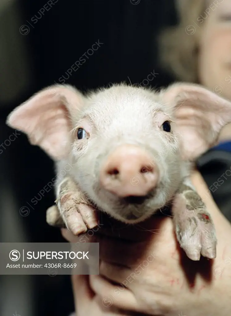 A piglet, close-up.