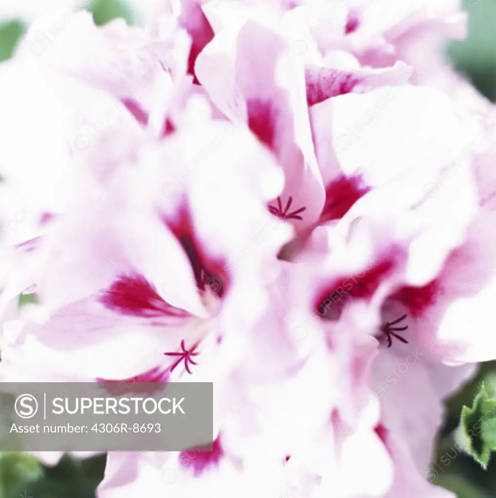 Pink geraniums, close-up.