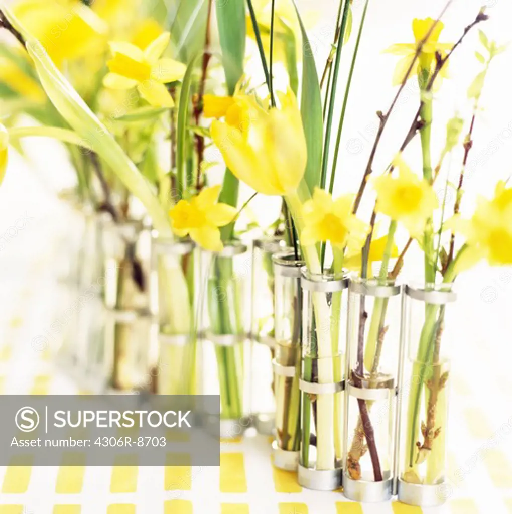 Daffodills in vases, close-up.