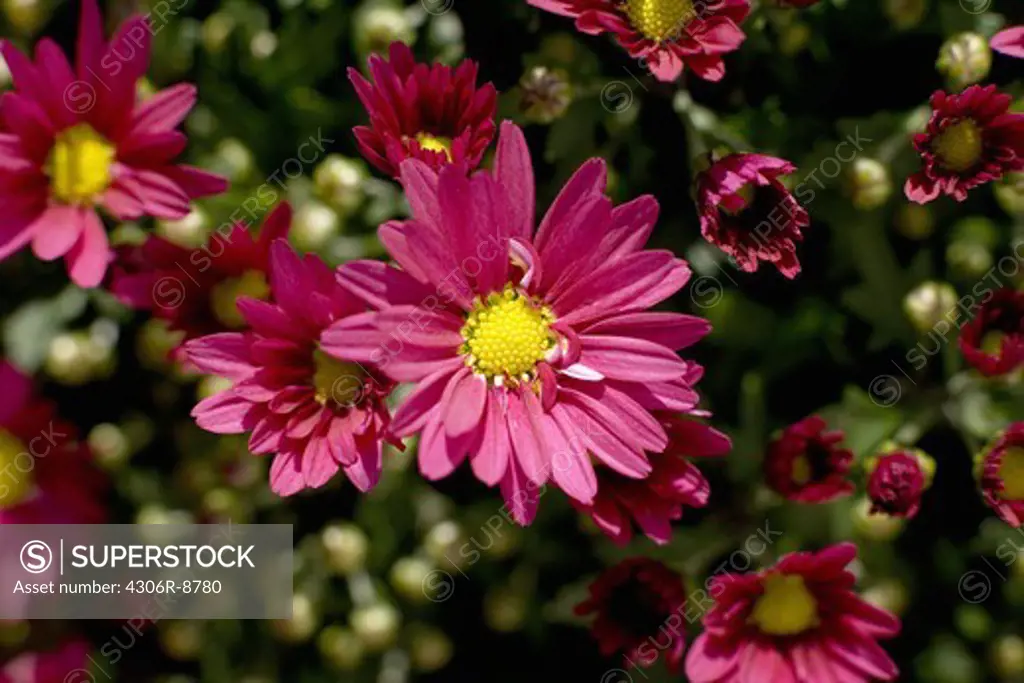 Mexican Aster, close-up.