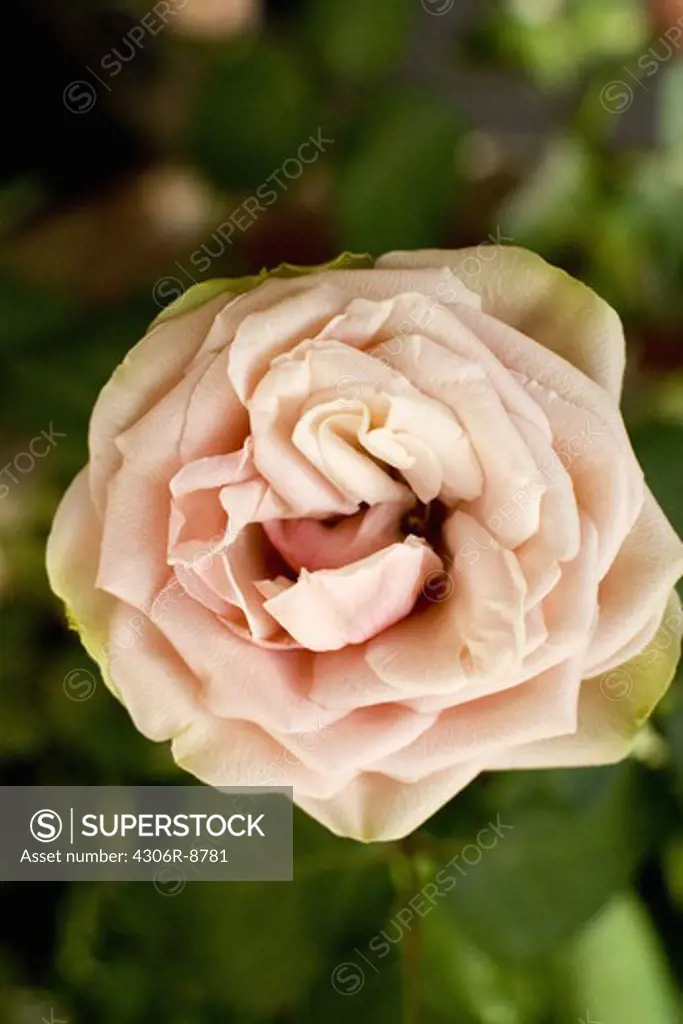 A pink rose, close-up.