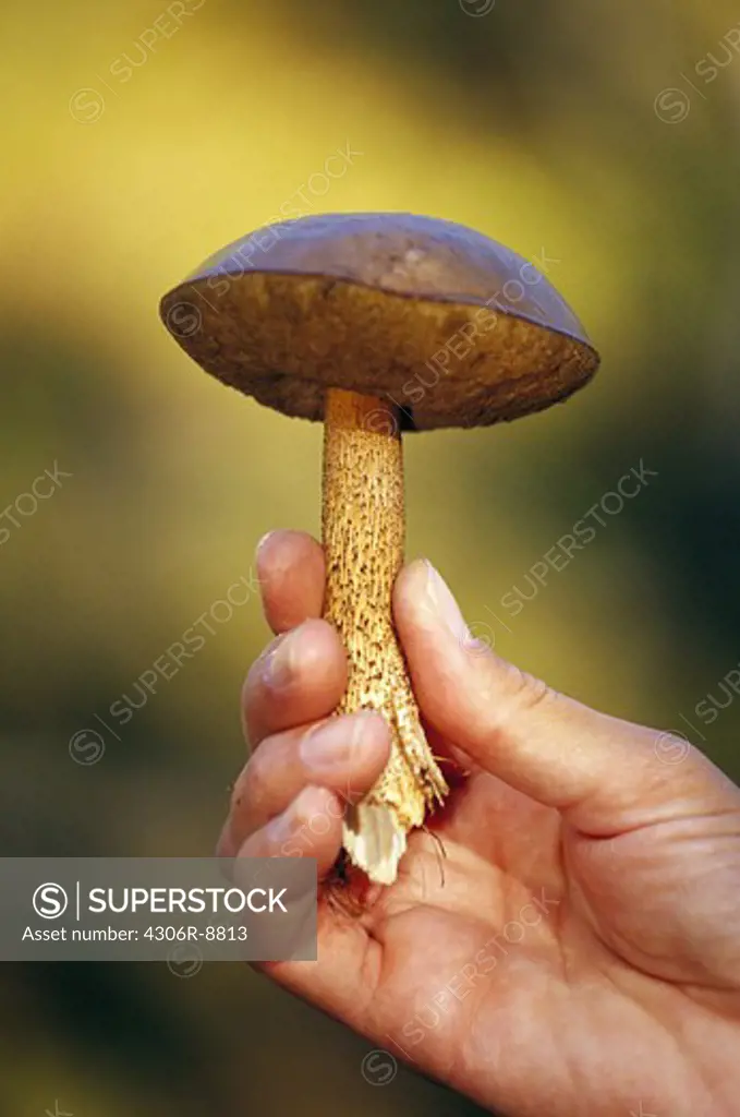Hand hold up mushroom.