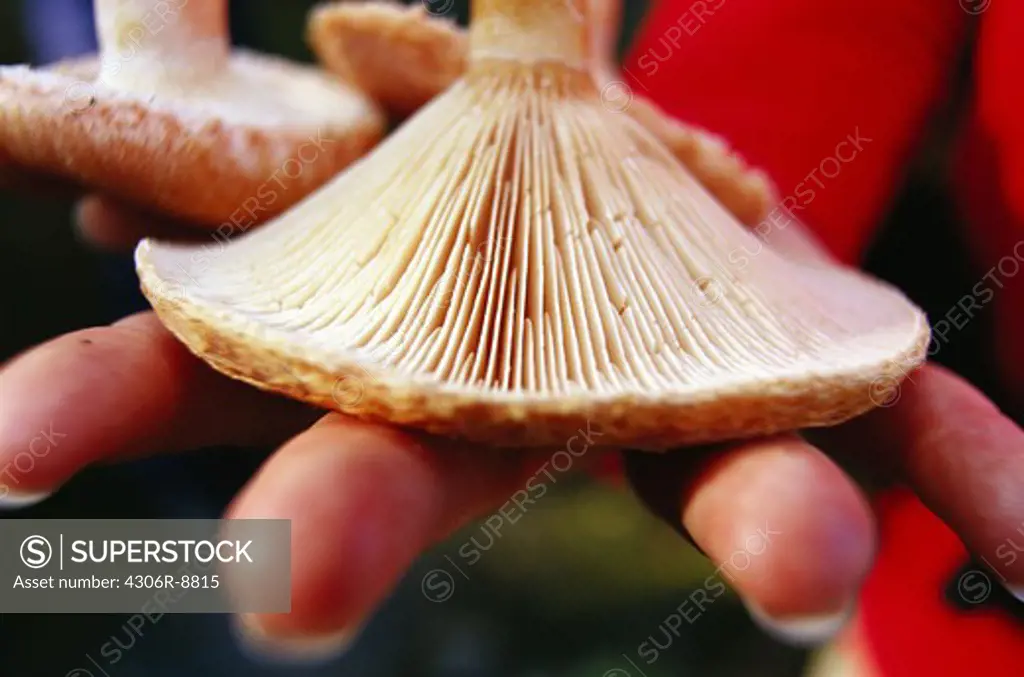 Close -up on mushrooms.
