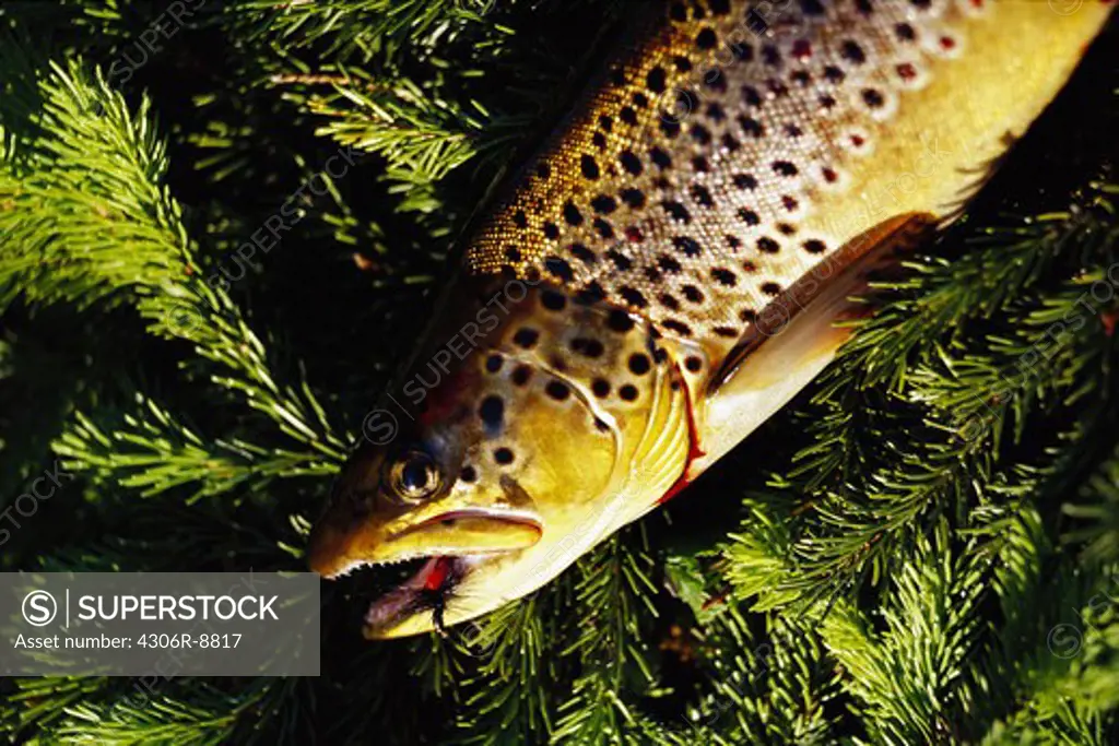 A trout on pine twigs, close-up