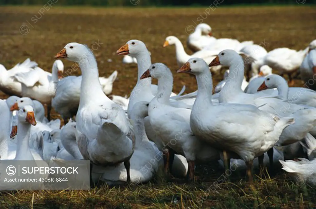 White geese on a field.