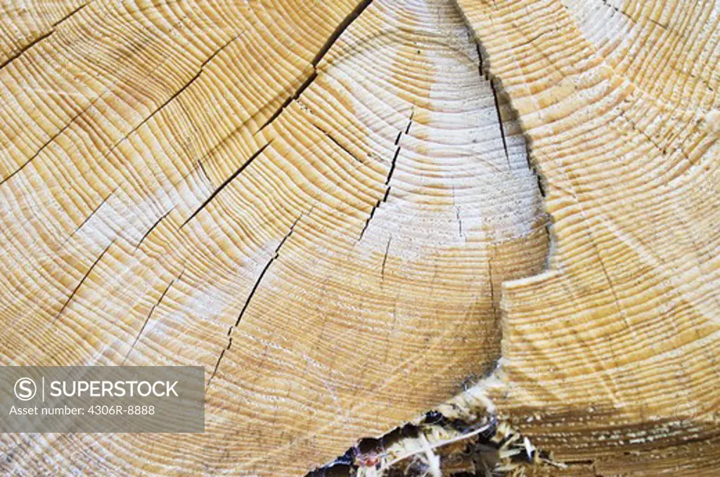 Annual rings on a tree trunk, close-up.