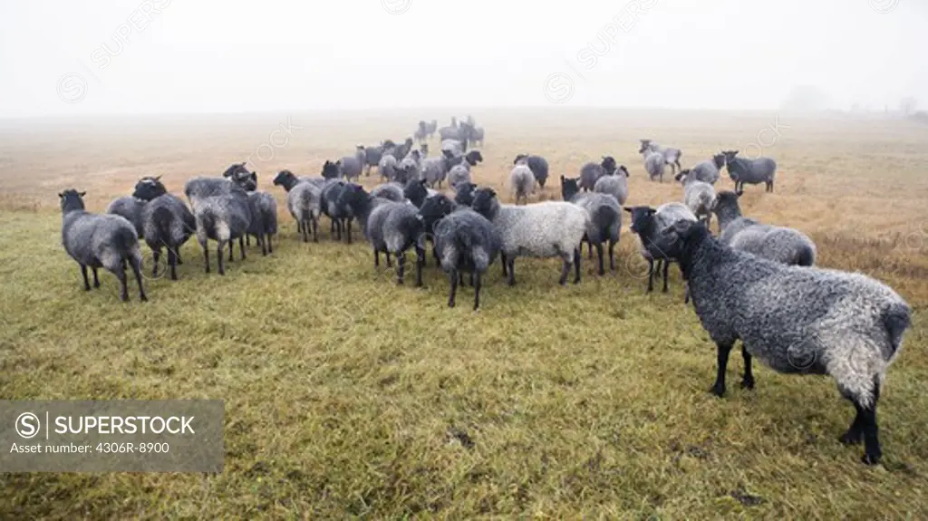 A herd of sheep in a field.