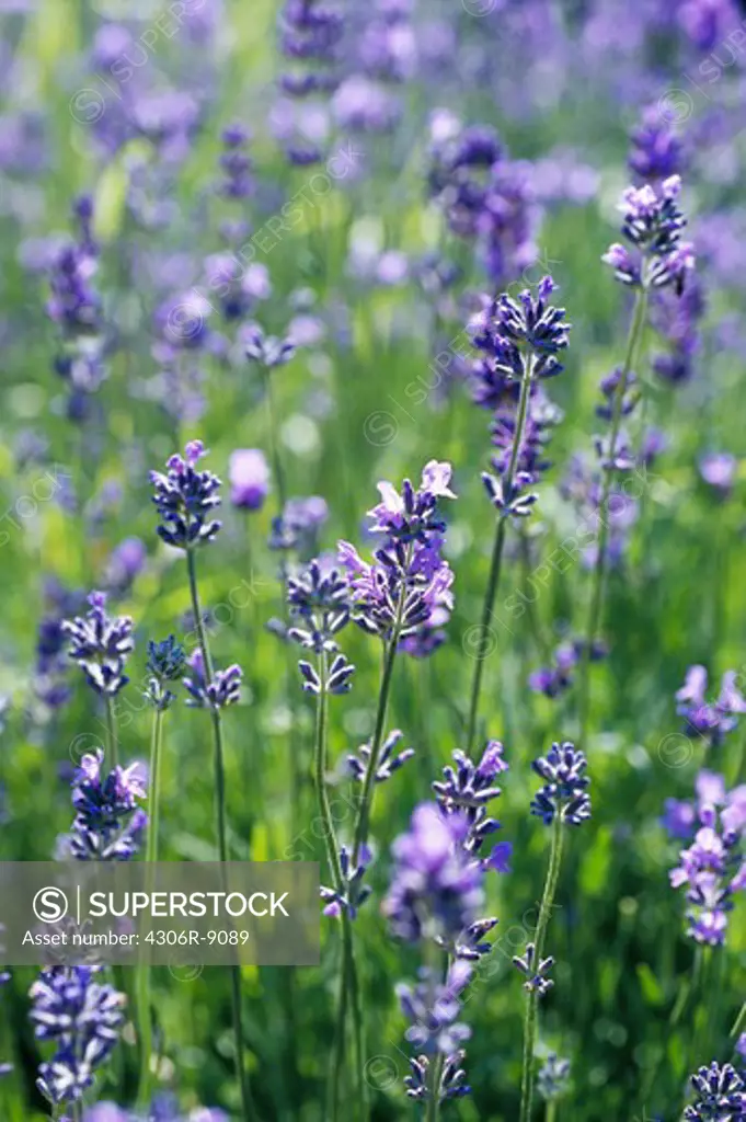 Lavender in a meadow.