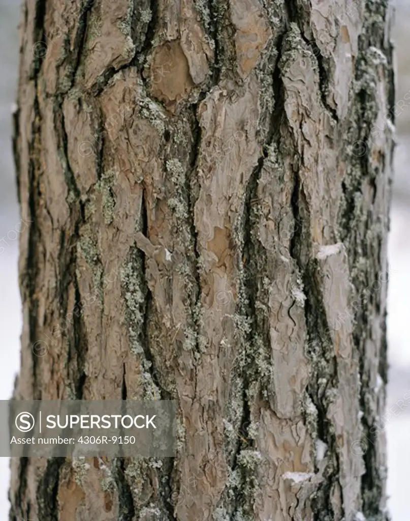 A tree trunk, close-up.