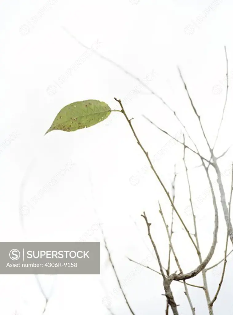 A solitaire leaf on a twig.