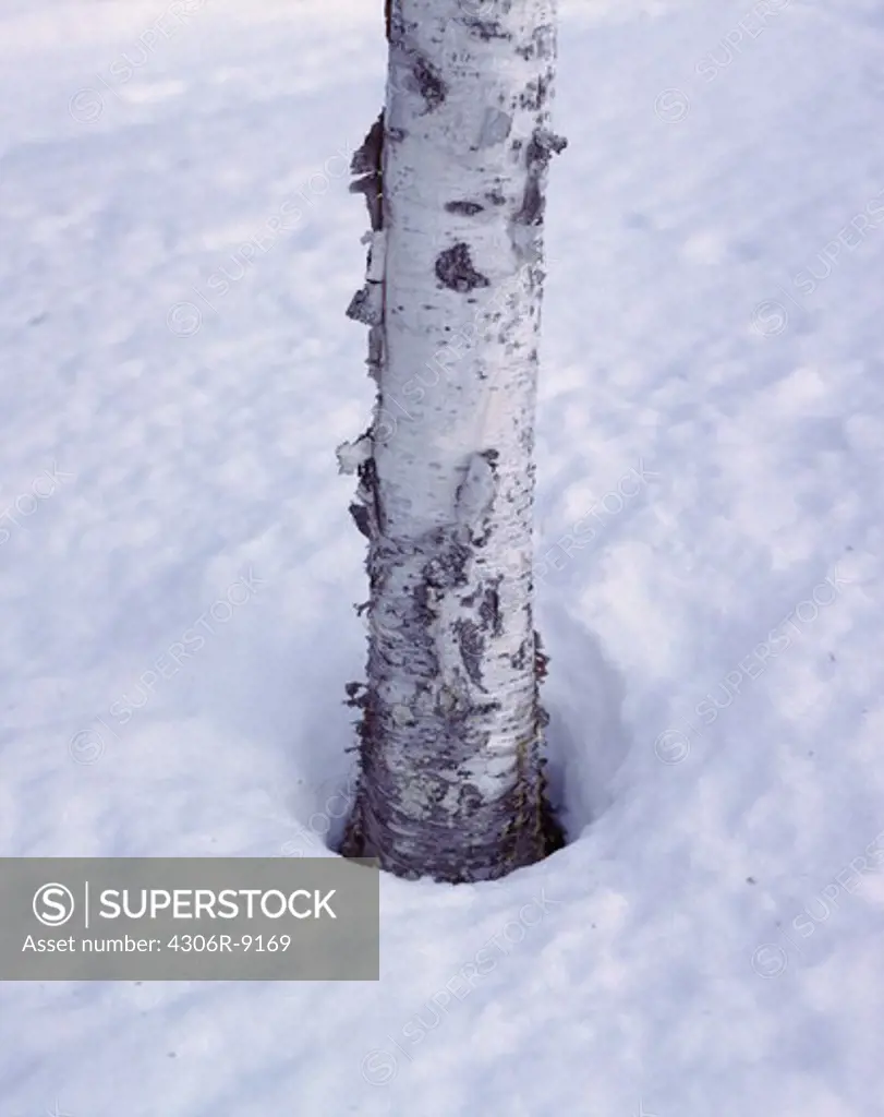A birch tree trunk in snow.