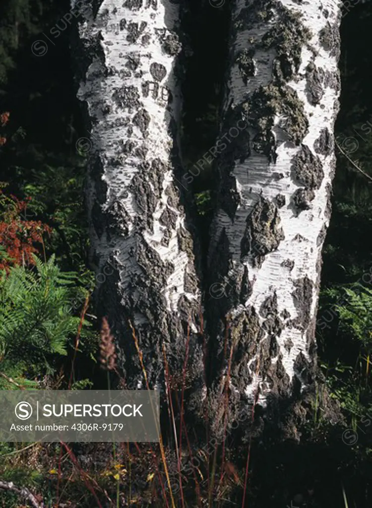 Two birch tree trunks.